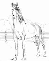Coloring Pages Morgan Horse Printable Horses Supercoloring Categories Paper sketch template