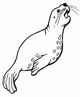 Sea Lion Coloring Pages Color Animals Animal Sheet Print sketch template