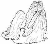 Shih Tzu Coloring Pages Drawing Printable Coat Show Colouring Puppy Book Getdrawings Dogs Supercoloring Drawings Template Choose Board Trending Days sketch template