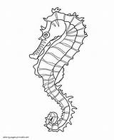 Coloring Pages Sea Animals Horse Printable sketch template