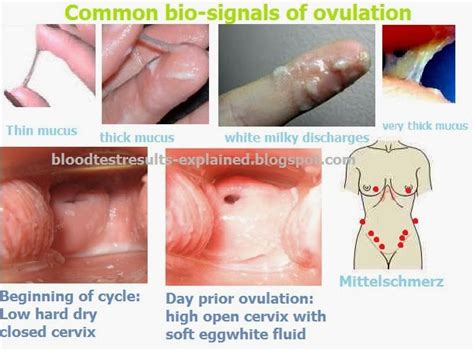 When Does Ovulation Occurs In 24 25 26 28 And 30 Days Cycle
