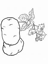 Potato sketch template
