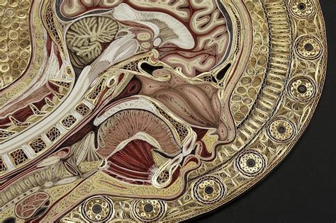 These Visceral Anatomy Cross Sections Are Made Entirely