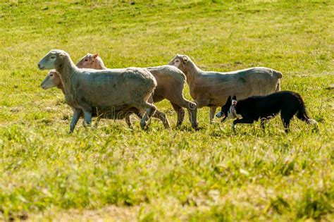 sheepdog herding  flock  sheep   midday sun stock photo image