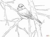 Chickadee Songbird Capped Ausmalbild Ausmalbilder Singvogel Realistic Bird Supercoloring Ausdrucken sketch template