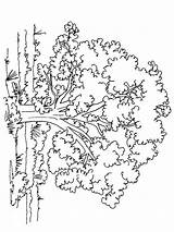 Coloring Pages Trees Tree Printable Deciduous Contains Coniferous Fruit Section Both Mycoloring sketch template