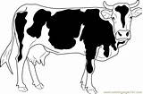 Cattles Cow Coloringpages101 sketch template