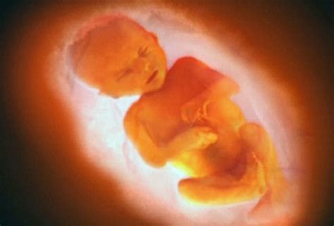 development   child   womb hubpages