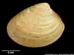 Afbeeldingsresultaten voor "nucula Sulcata". Grootte: 150 x 112. Bron: naturalhistory.museumwales.ac.uk