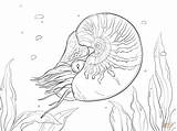 Nautilus Colorear Bellybutton Colorironline sketch template