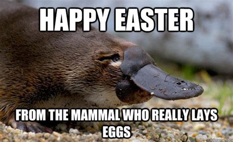 happy easter from the mammal who really lays eggs misc quickmeme