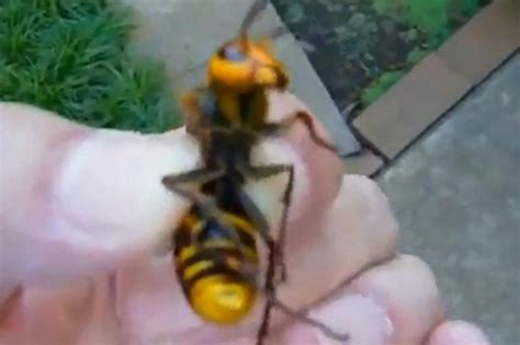 video man holds asian giant hornet as fears grow the killer insect may soon spread daily star