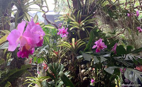 orchids   amazon tree vr experience bringing  amazon   cloud forest gardens