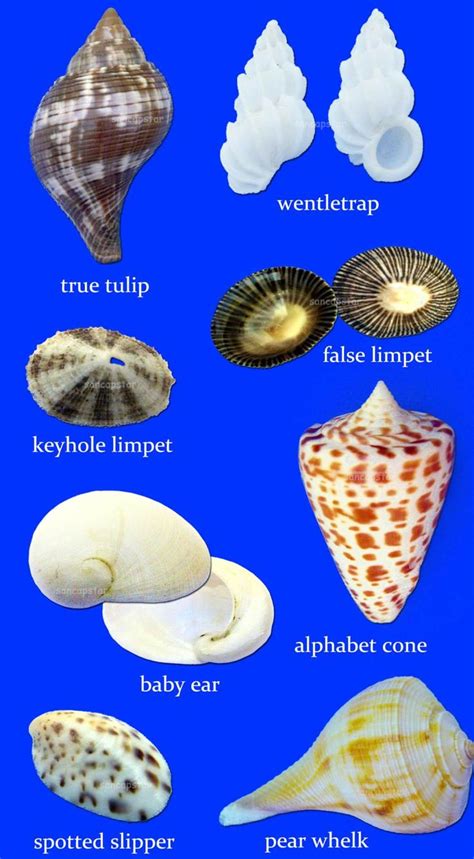 shell identification guide shells sea shells sanibel shells