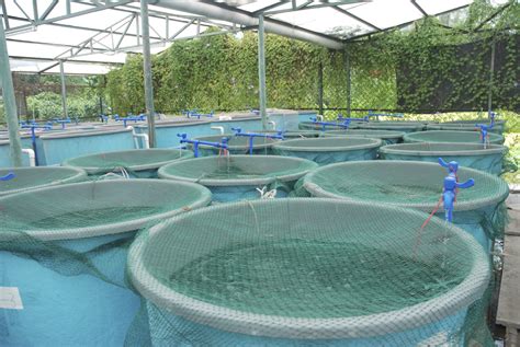 aquaponic fish farmer cst consultants inspired minds