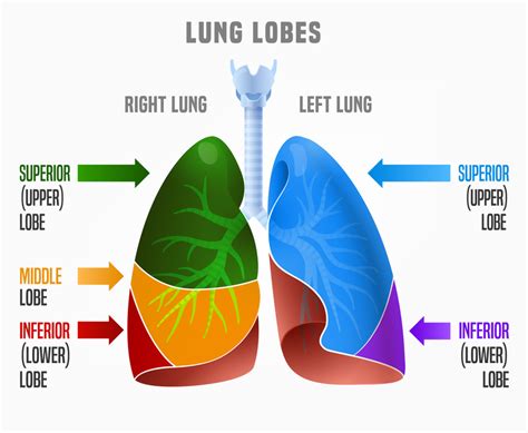 lungs  pulmonary capillaries medictests