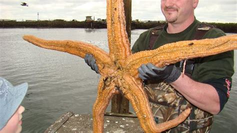 echinoblog    worlds largest starfish