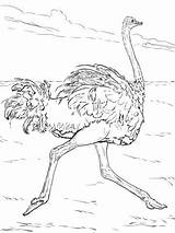 Autruche Desert Deserto Ostrich Struzzo Exclusif Avestruz Dibujo Animaux Supercoloring sketch template