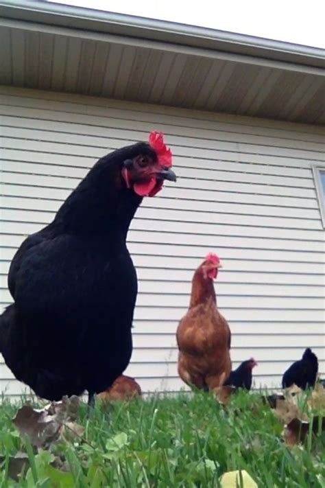 Black Sex Linked Chickens Backyard Chickens Learn How To Raise
