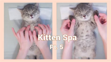 aww ️ cute kitten really enjoys spa pt 5 ️ cat massage asmr youtube