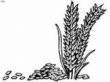 Wheat Rice Coloring Clipart Grains Colouring Plant Pages Drawing Outline Vector Grass Cliparts Grain Clip Designs Corner Library Clipground Book sketch template