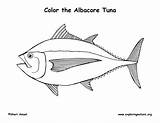 Tuna Albacore Coloringnature sketch template