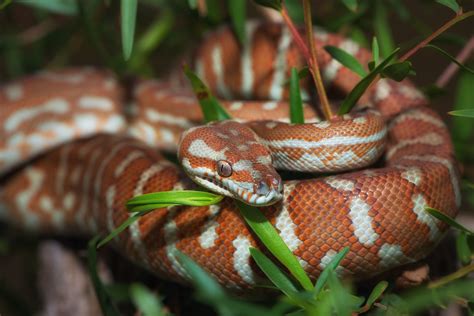 morelia bredli centralian carpet python brad chiplin flickr