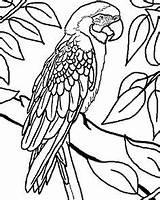 Perroquet Coloriage Dessin Colorier Imprimer Perroquets Oiseaux Animaux Peroquet Un Pdf Enfant sketch template