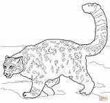 Leopardo Amur Nevi Snow Colorare Ausmalbild Disegni Accucciato Crouching Leopards Designlooter sketch template