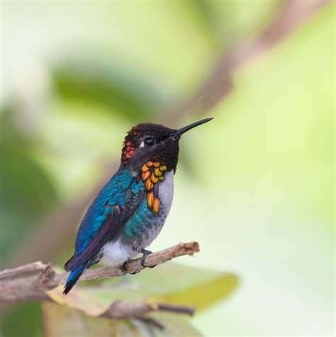 meet  bee hummingbird  captivating jewel   worlds