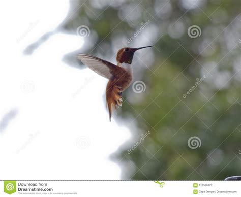 hummingbird flies vertically   green   focus background   tree stock photo