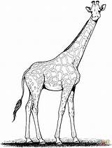 Giraffe Cartoon sketch template