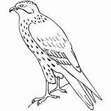 Falcon Coloring Pages Bird Kids Drawing Hawk Standing Peregrine Printable Cartoon Preschool Getcolorings Getdrawings Color Preschoolcrafts Print Animal Other Click sketch template