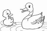 Duck Duckling Ducklings Coloringpagesfortoddlers sketch template