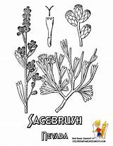 Coloring Nevada Sagebrush Flower State Pages Tridentata Artemisia Usa Asteraceae Yescoloring Big sketch template