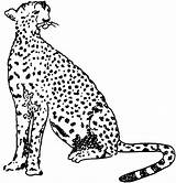 Cheetah Coloring Pages Animals Spotted Wildlife sketch template