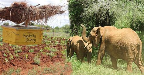 Elephants Fear Of Bees Help Scientists Save Their Lives Elite Readers
