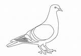 Pigeon Pigeons Flock sketch template