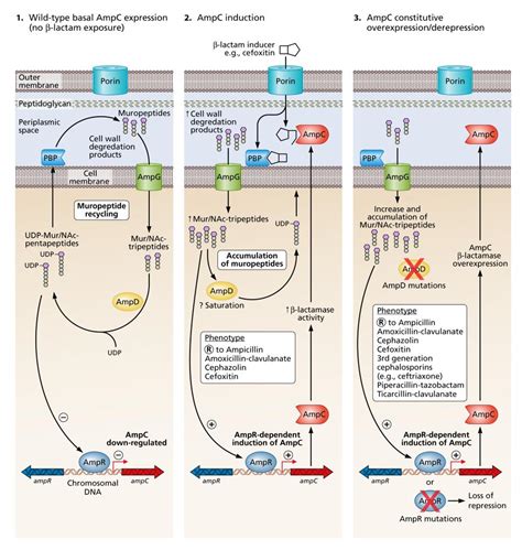 sparing meropenem  treatment  escpm species  ampc betalactamases unpacked aimed