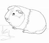 Coloring Guinea Pig Cute Pages Pigs Printable Baby Print Color Animals Sheets Animal Ginnie Supercoloring Crafts Template Kids Online Nature sketch template