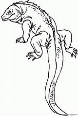 Lizard Coloring Pages Gecko Printable Reptile Print Kids Outline Color Salamander Long Colouring Monitor Sheets Drawing Tail Reptiles Realistic Template sketch template