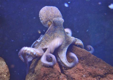 zootografiando mi coleccion de fotos de animales pulpo comun octopus vulgaris
