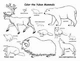 Nunavut Mammals Yukon Canadian Territory Northwest Territories Coloring Color Canada Biomes Exploringnature sketch template
