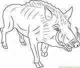 Boar Pig Eurasian Hogs Boars Coloringpages101 sketch template