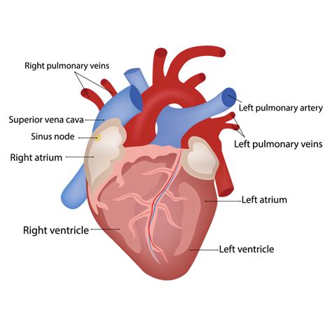 heart failure heart research institute