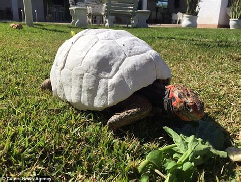 turtle receives first ever custom made 3d prosthetic covering to