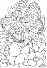 Coloring Butterfly Flowers Pages Flower Butterflies Color Kids Printable Among Adult Sheets Adults Hard Insects Print Super Drawing Supercoloring Book sketch template