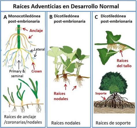 Tipos De Raíces En Cultivos Intagri S C