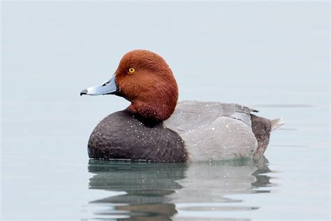 How To Tell A Canvasback From A Redhead Audubon
