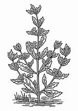Menta Poleo Plantas Menthe Pfefferminze Herbaceous Malvorlage Medicinales Polei Pouliot Ausmalbild Educima sketch template